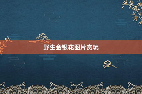 野生金银花图片赏玩
